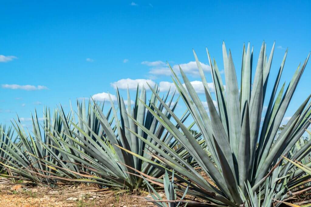 blue agave and blue sky 1024x684 - Discover the Spirit of Agave at Vancouver’s First Tequila & Agave Festival with Solocube Creative