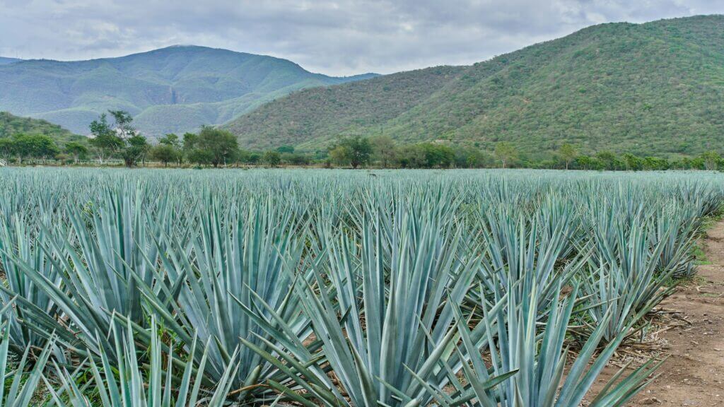 blue agave plantation in the field to make tequila 1024x576 - Discover the Spirit of Agave at Vancouver’s First Tequila & Agave Festival with Solocube Creative