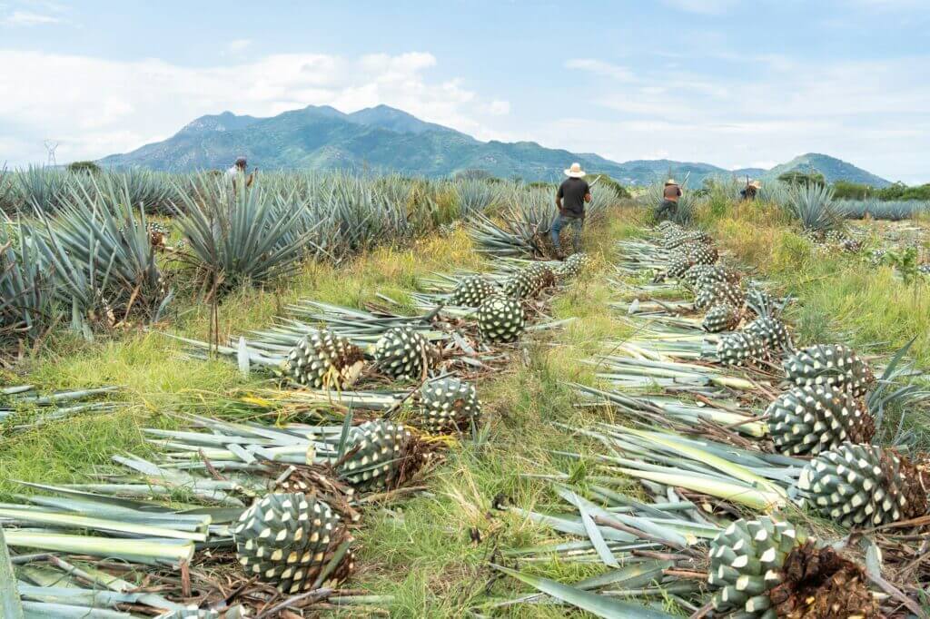 rear view of farmers cuts blue agave plants one by one in the field 1024x682 - Discover the Spirit of Agave at Vancouver’s First Tequila & Agave Festival with Solocube Creative